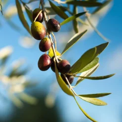 Best Liniment Diaper Change Cleaning 400ml Kids Body & Hair Care|Body & Hair Care