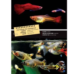 Best Mon Grand Animalier des Bébés Quebec Books|2 Years And Over